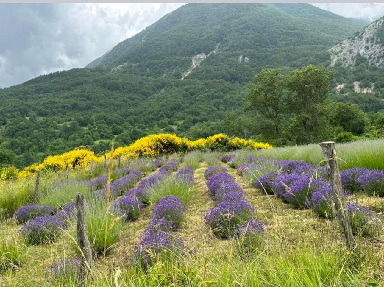 Mariella Vernile Civitella Roveto Bagian luar foto
